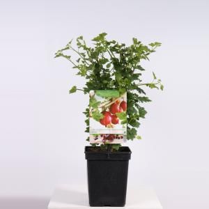 Rode kruisbes (ribes uva crispa "Captivator") fruitplanten - In 5 liter pot - 1 stuks