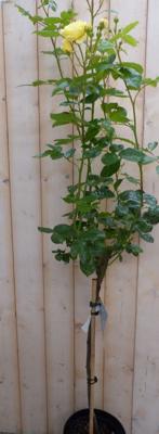 Stamroos 100 cm geel - Warentuin natuurlijk