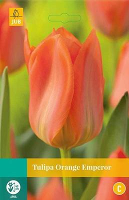 Tulipa Orange Emperor 8 bollen - Jub
