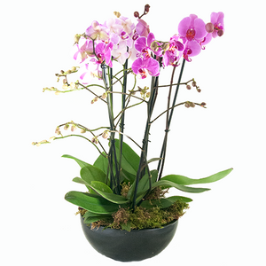 Roze Phalaenopsis in een schaal