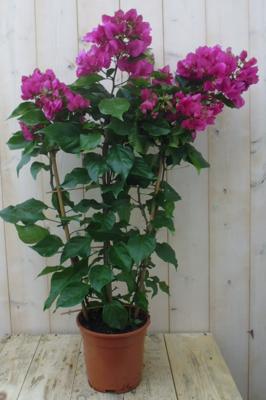 Bougainvillea roze 100 cm kuipplant Warentuin Natuurlijk - Warentuin natuurlijk