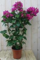 Bougainvillea roze 100 cm kuipplant Warentuin Natuurlijk - Warentuin natuurlijk