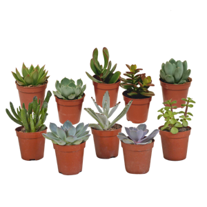 Vetplanten mix 5.5 cm - 10x - zonder pot