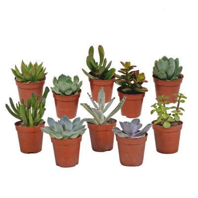 Vetplanten mix 5.5 cm - 10x - zonder pot