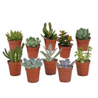 Vetplanten mix 5.5 cm - 10x - zonder pot