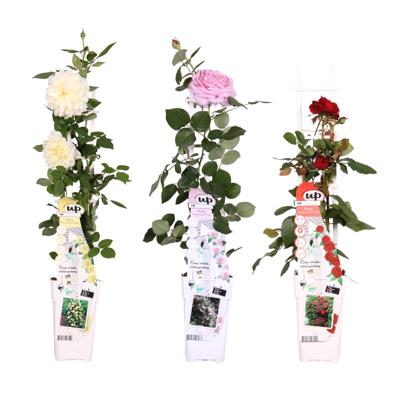 Klimroos Kleurenmix (3 stuks) - P15