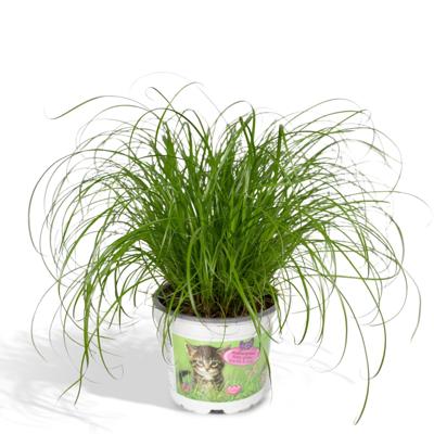 Cyperus Alternifolius - Kattengras - Ø12cm - ↕20cm