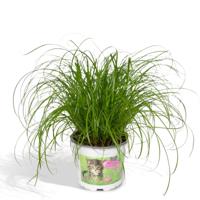 Cyperus Alternifolius - Kattengras - Ø12cm - ↕20cm