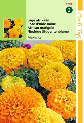 Tagetes Erecta Nana Maximix Mengsel - Hortitops