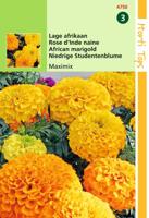 Tagetes Erecta Nana Maximix Mengsel - Hortitops