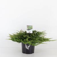 Juniperus hor prince of wales 30 cm - Warentuin natuurlijk