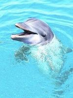 Dolphin (dolfijn)