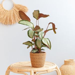 Calathea Picturata Argentea - P12