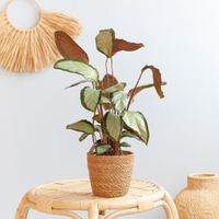 Calathea Picturata Argentea - P12