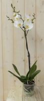 Vlinderorchidee Luxe Tak wit 80 cm - Warentuin Natuurlijk