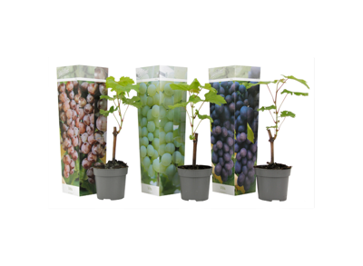 Mix van 3 Druiven planten
