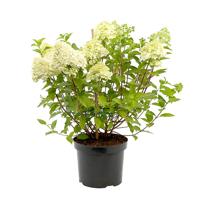Pluimhortensia wit (Hydrangea Paniculata) P 23 cm Pluimhortensia wit (Hydrangea Paniculata) P 23 cm