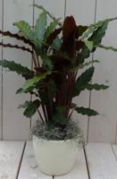 Calathea rood blad creme pot 40 cm Warentuin Natuurlijk - Warentuin natuurlijk