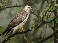 Buizerd 70x50cm Tuinschilderij - Customize it