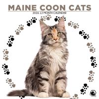 Maine Coon Kalender 2026