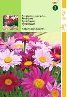 Zaden Chrysanthemum Perzische magriet Robinson's Giants Hortitops - Hortitops