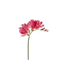 Freesia Kunsttak 53cm Cerise