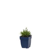 Dianthus grat. Dinetta Lilac vaste plant Griffioen - Griffioen