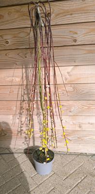 Treurwilg / Katjeswilg op stam Treurwilg / Katjeswilg op stam