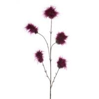 Pom pom
