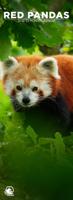 Rode Panda Slimline Kalender 2026