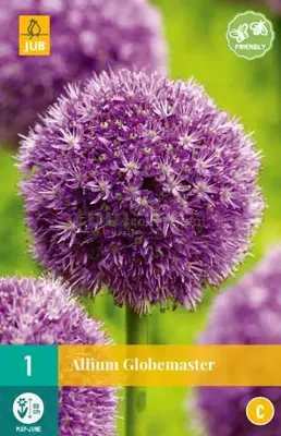Bloembol Allium Globemaster 1st