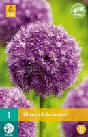 Bloembol Allium Globemaster 1st