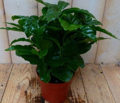 Kamerplant Koffieplant arabica - Warentuin natuurlijk