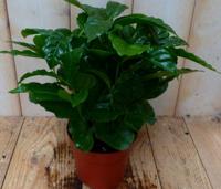Kamerplant Koffieplant arabica - Warentuin natuurlijk