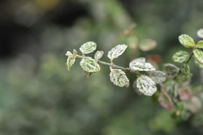 Kardinaalshoed