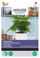 House Plants Asparagus plumosus nanus - Buzzy