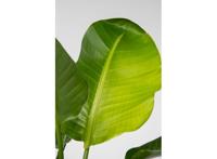 Strelitzia Paradijsvogelplant - 55-70cm