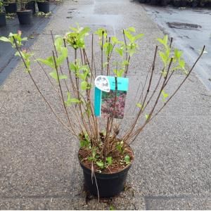 Weigela struik Styriaca - 80 - 100 cm - 5 stuks