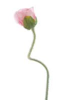 Poppy spray Ilse pink 69 cm kunstbloem Erutan Avon - Erutan avon