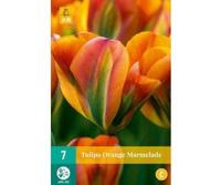 Tulipa orange marmalade - Jub