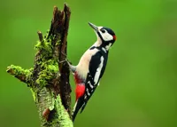 Alexsar Art Tuinschilderij woodpecker 70x50cm