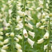 Digitalis purp. Dalmatian White vaste plant Griffioen - Griffioen