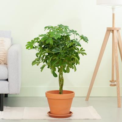 Schefflera Arboricola Nora - p19