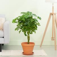 Schefflera Arboricola Nora - p19 Schefflera Arboricola Nora - p19