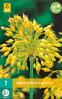 Allium Yellow Fantasy - Jub
