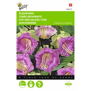 2 stuks Cobaea Scandens Violetblauw