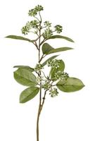 Bessentak h70 cm Van Rijsoort - Hortus