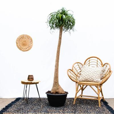 Beaucarnea Recurvata Nolina - Olifantspoot - P42