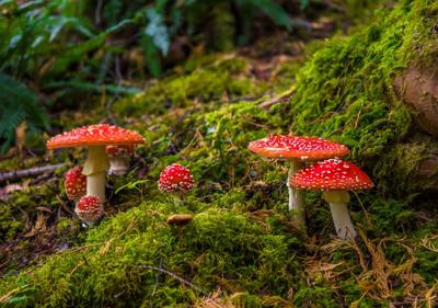 Tuinschilderij paddenstoelen 130x70cm - Customize it