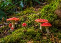 Tuinschilderij paddenstoelen 130x70cm - Customize it